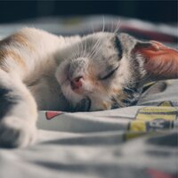 Evening Calm - Music For Cats Peace & Music for Resting Cats & Music for Cats Project