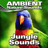Evening Jungle Background with Many Bird Calls - Ambient Nature Sounds