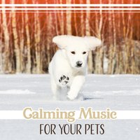 Calm Mind for Your Animals - Pet Relax Academy