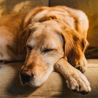 Patrones Musicales Para Mascotas - Ritmos Binaurales Entretenimiento de Ondas Cerebrales & Paz animal & Sueño calmante para seres