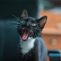 Level-headed - Calm Music for Cats & Jazz Music Therapy for Cats & Cats Music Zone