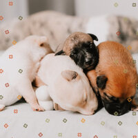 Heavenly Moods for Well Trained Dogs - Dog Music Therapy
