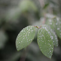 Downpour Rain - Rain Makers & Nature Music Pregnancy Academy & Yoga Rain