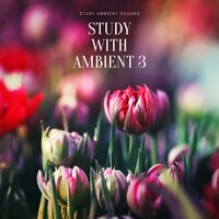 Marola - Study Ambient Sounds