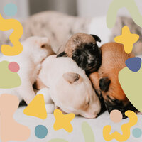 Magnificent Chill Dogs - Calming Dog Jazz