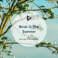 Rain Meditation - Nature Atmospheres & Nature Sound Series