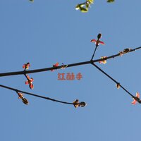 花飘零 - 养生音乐盒