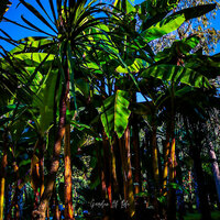 Garden Of Life - Simone Del Freo & Massimo Guidi