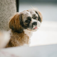 Excellent Ambiance for Doggy Daycares - Calm Dog Music