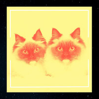 Trio Jazz Soundtrack for Cute Kitten - Cat Music Hour