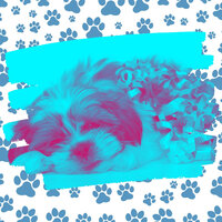 Groovy Music for Visions - Dog Sleeping Soundtracks Deluxe