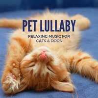 Self Compassion - Dog Bedtime