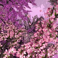 Fuchsia Entwined - Matt Lange