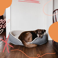 Quartet Jazz Soundtrack for Dog Therapy - Dog Music Dreams