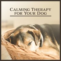 Relieve Stress - Pet Relax Academy