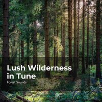 Wilderness in Rhythm - Ambient Forest & Forest Sounds & Rainforest Sounds