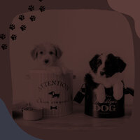 Understated Separation Anxiety - Dog Music Radio