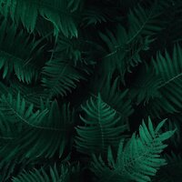 Peace Pond - Nature Recordings & Rest & Relax Nature Sounds Artists & Nature Sound Collection