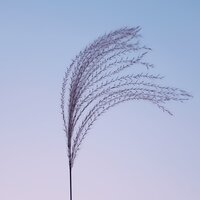 Tides of Delta Waves - Echoes of Nature & Relaxing music & Nature Noise