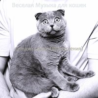 Созерцая (Кошки) - Веселая Музыка для кошек