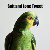 Calm Steady Bird with Hum - Soothing Nature Sounds