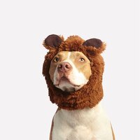 Wellbeing - Music for Dog's Ears & Music for Dogs Peace & Jazz Music for Dogs