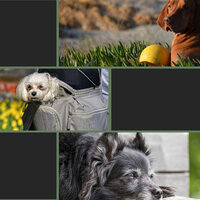 Music (Ambiance) - Dog Music Experience