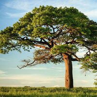 Melting Away - Nature Sounds Artists & Deep Horizon Waves & Rising Higher Meditation