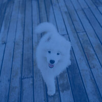 Pulsating Ambiance for Well Trained Dogs - Sleeping Music For Dogs