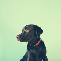 Fantastic Sleeping Pups - Dog Jazz Sounds