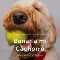New Age para Mascotas - Cachorros Bebes Orchestra