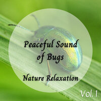 Wellness Spa - Nature Label & Relaxing Classical Music & Baby Lullabies For Sleep