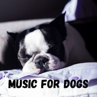 Regain Calmness - Music for Dogs & Music for Dogs Peace & Relaxing Puppy Music & Calm Pets Music Academy