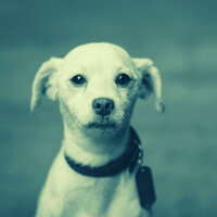 Classic Calming Pups - Dog Music Experience