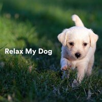Sakura - Dog Music Club & Sleepy Dogs & Dog Relaxation