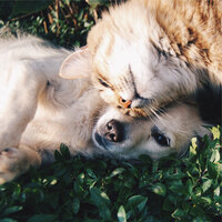 Relax, Rejuvenate - Calming Music for Dogs & Jazz Music Therapy for Dogs & Sleeping Music For Dogs