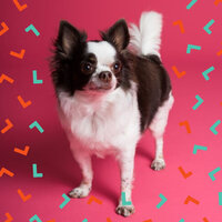 Happening Doggy Rest - Calming Music for Dogs