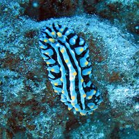 Yellowtipped Wart Slug - Ozelot