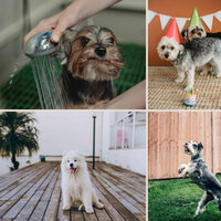 Music (Doggy Meal Time) - Doggy Relaxing Sounds