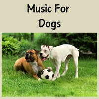 Soothing Relief - Music for Dogs & Music for Dogs Peace & Relaxing Puppy Music & Calm Pets Music Academy