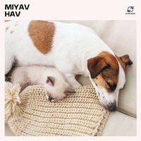 Evcil Hayvanlar İçin Sakinleştirici Müzik - Köpek Müzikleri & Rahatlatıcı Köpek Müziği & Köpekler İçin Uyku Müziği & Köpek Meditasyon Müziği