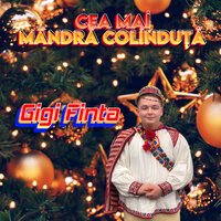 Corinda ceterii - GIGI FINTA