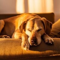Caminos Armónicos Reparadores - Ritmos serenos & Concierto para Perros & El Arte de Relajar Perros