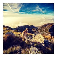 Morning Music (Sounds of the Country Side) - Dog Music & Music for Dog's Ears & Sleeping Music For Dogs