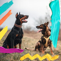 Happy Restless Puppies - Calming Dog Jazz