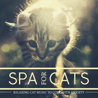 Relax Your Anxious Cat - Spa Life & Relax for Life