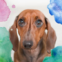 Delightful Backdrops for Well Trained Dogs - Calming Music for Dogs