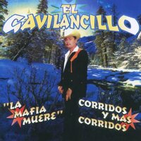 Modesta Ayala - Saul Viera El Gavilancillo