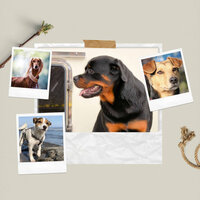 Urbane Music for Calmed Puppies - Dog Music Library