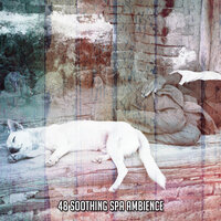 Freed From Insomnia - Relajacion Del Mar